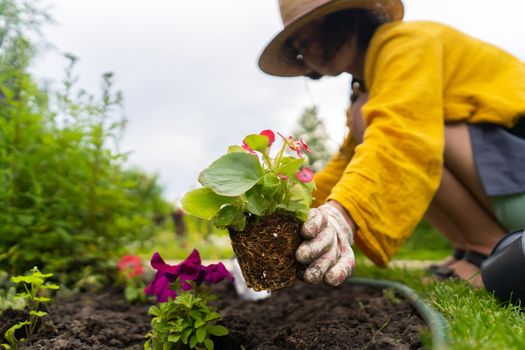 A closeup of hands of a young gardener with a seedling in a peat pot. A hand in gloves puts the plant in the soil. Petunia hybrida seedlings are going to be planted in the processed black soil.