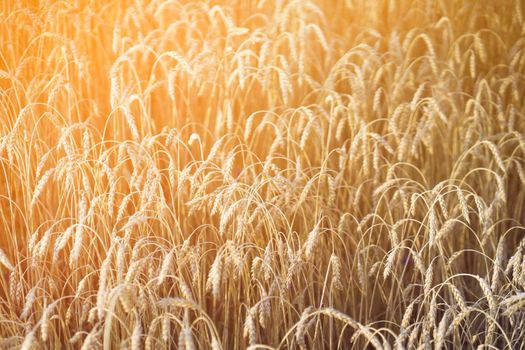 Stems of golden wheat with grain for flour production, wheat field.