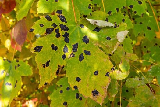 Green leaves of wild grapes are damaged by black spots.
