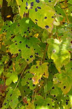 Green leaves of wild grapes are damaged by black spots.