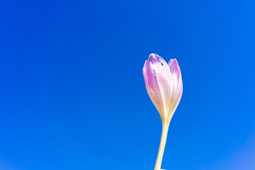 A beautiful crocus flower bud on a blue background. Place for writing. Copy space.