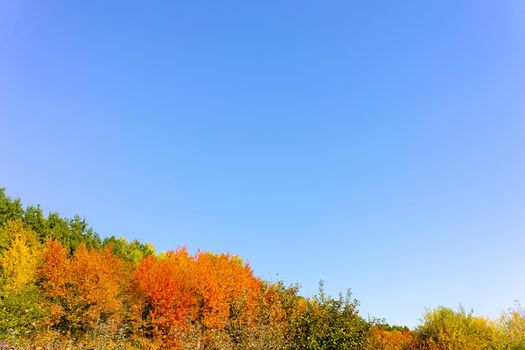 Autumn crimson leaves of trees on the background of the blue sky. Place for inscription. Copy space.