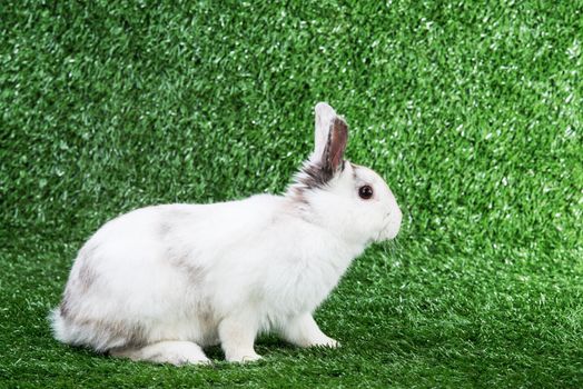 white rabbit on a green lawn background