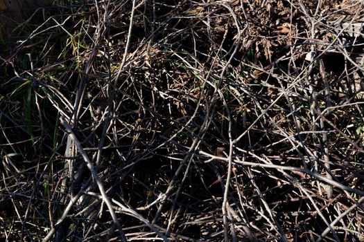 Small twigs with dry leaves are illuminated by the sun.