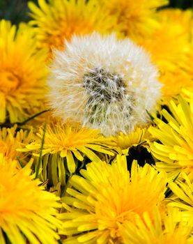 White dandelion on a background of yellow dandelions.