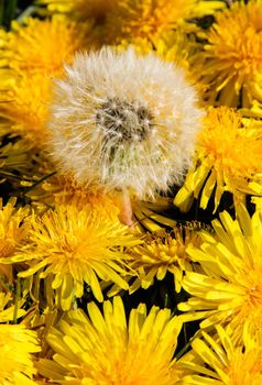 Texture from yellow and white dandelions.