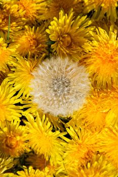 Spring blooming dandelions top view.