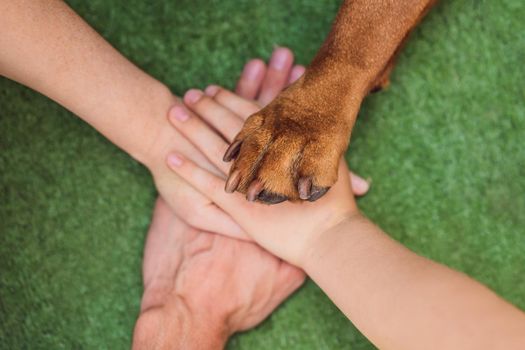 Human hands and dog paw as a team. Fight for animal rights, help animals.