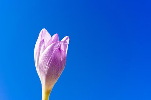 A beautiful crocus flower bud is blooming against a blue sky background. Copy space.