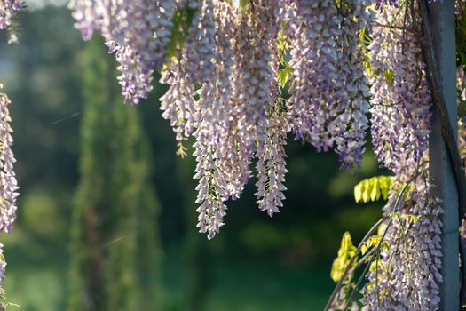 Close up view of beautiful purple wisteria blossoms hanging down from a trellis in a garden. With sunlight shining from above through the branches on a sunny spring day