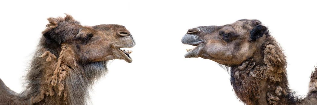 Two smiling camels on a white background. Camel head close up, side view. The camel opened its mouth and showed its teeth.