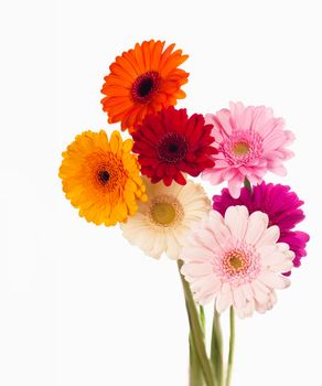 Daisy flower gerbera bouquet isolated on white background