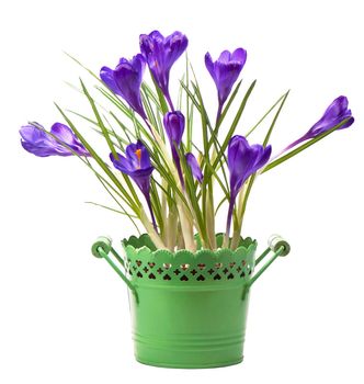 crocuses spring flowers in a green pot.