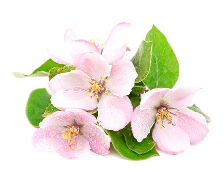 apple tree blossoms with green leaves isolated on white background