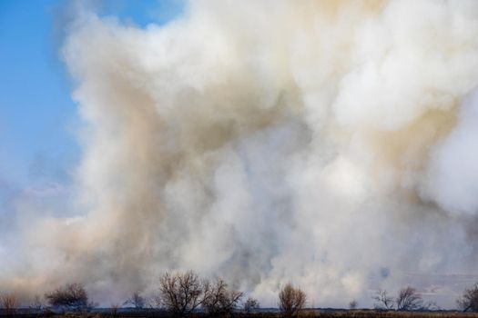 Smoke rising above a burnt field and trees