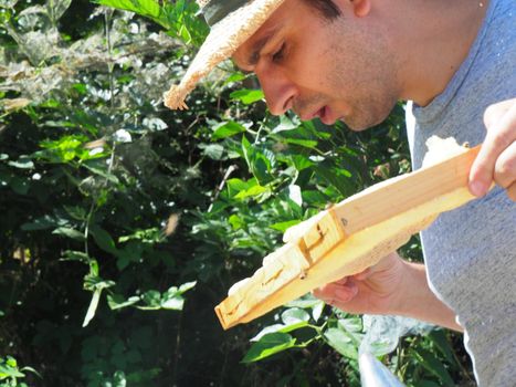 Beekeeper working with bees and beehives on the apiary. Beekeeping concept. Beekeeper harvesting honey Beekeeper on apiary.