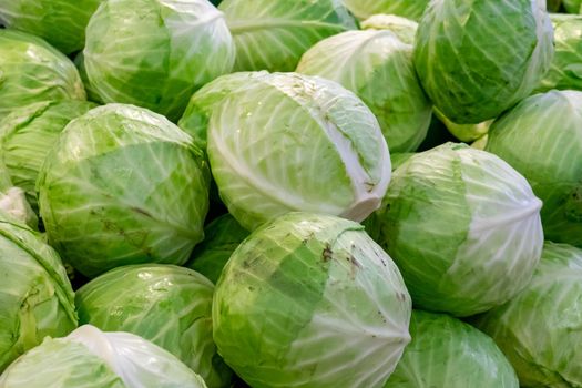 Group of green cabbages in a supermarket. Cabbage background. Fresh cabbage from farm field, a lot of cabbage at market place. Green cabbage for sale at a farmer's market stall.