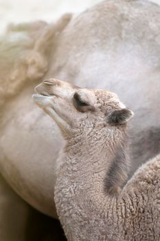 A small camel lie on the hot sand in the desert. Side view, close up. Camel cub