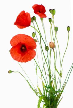 Studio Shot of red poppies on white background