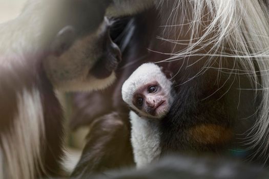 A baby Abyssinian colobus drinks its mother's breast milk in the evening sunlight. Newborn Abyssinian colobus. Black monkeys with long white tails.