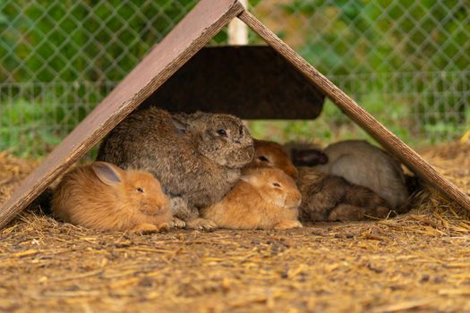 Rabbit nature bunny white easter brown background fluffy garden group, concept rodent pet in hair for fur grass, bright vegetable. Lovely ,