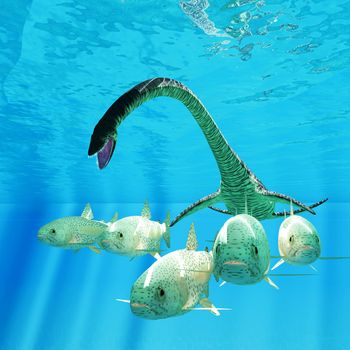 Sea Trout fish scatter as an Elasmosaurus bears down on them during the Cretaceous Period.