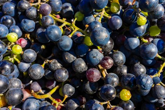 Background of freshly picked grapes. Bunch of picked blue grapes. Grape background with place for text. Copy space