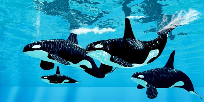 A family pod of Orca Killer whales swim together in the world's oceans looking for prey.