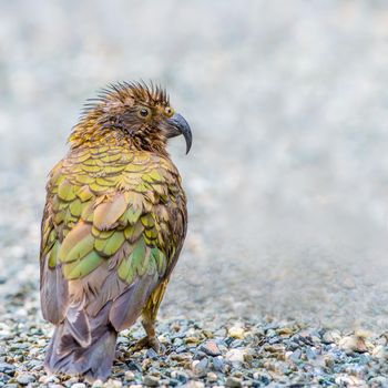 Kea alpine parrot foraging for food in the south island of New Zealand