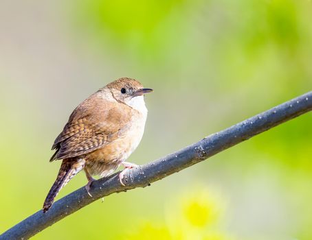 House wren rest on a dead tree branch in Michigan