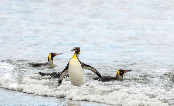 King penguins taking a swim in the beaches of Northern Antarctica