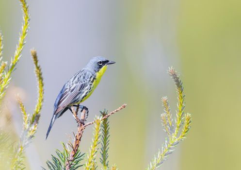 Kirtland warbler perched on a tree in the forests of Michigan USA