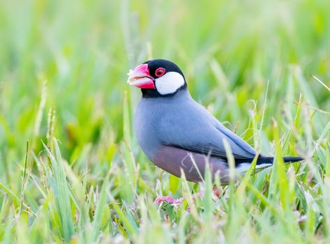 Java finch foraging for food in the grass in Hawaii