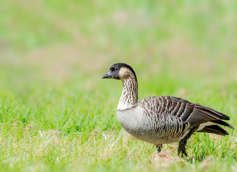 Nene or Hawaiian goose foraging for food in the Big Island Hawaii