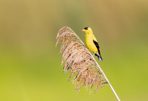 American Goldfinch perched on redds near a lake in Michigan