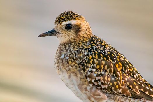 Pacific golden plover at dusk near Honolulu Hawaii