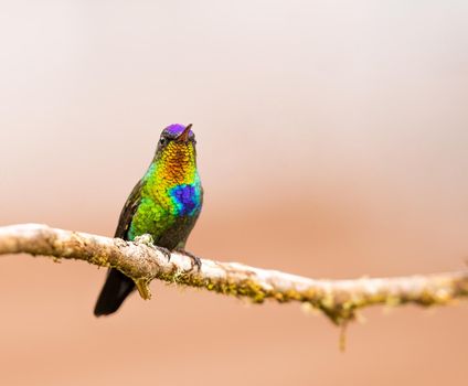 Fiery Throated Hummingbird perched on a dead branch in Costa Rica