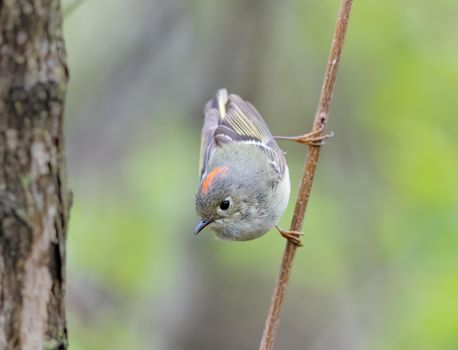 Ruby crowned kinglet perched vertical on a tree in Michigan