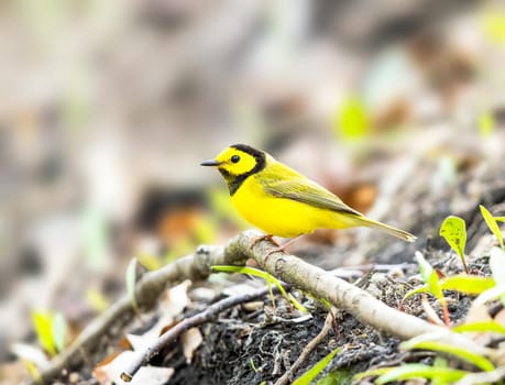 Hooded Warbler foraging for food on the ground in Michigan