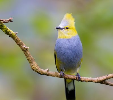 Long tailed silky flycatcher perched on a tree in Costa Rica