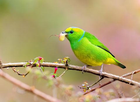 Golden Browed Chlorophonia munching on fruits in Costa Rica