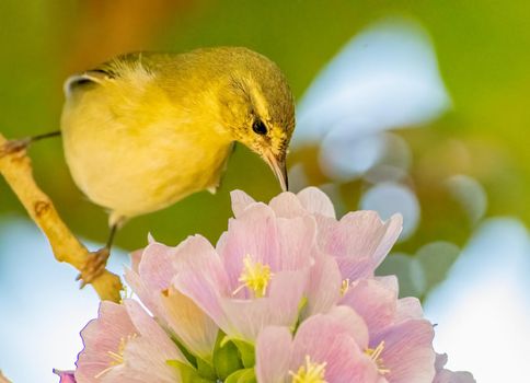 Tennessee warbler drinking nectar from flowers in El Salvador