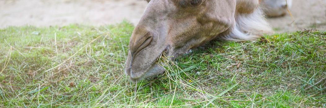 Close-up of a camel's head. Close-up of the nose and mouth. Camel eats grass