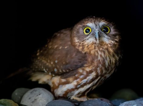 Morepork owl not happy to see the photographer in Australia