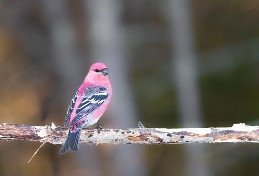 Pine grosbeak perched on a tree in Sax Zim Bog Minnesota