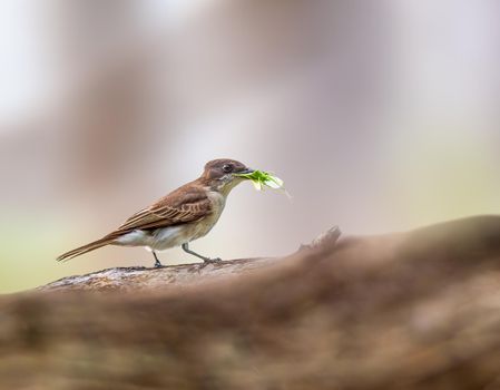 Puerto Rican Kingbird with food perched on a dead tree in Puerto Rico