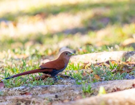 Squirrel cuckoo foraging for food on the ground in Guatemala