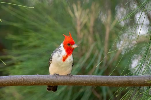 Red crested cardinal perched on a tree in Hawaii