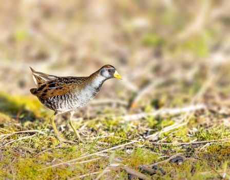 Sora rail or sora crake looking for food by a lake in Michigan