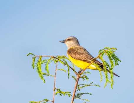 Western Kingbird perched on a tree looking for food in Southern USA